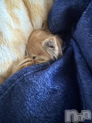 ĮХ顦֥ ץ ( ץ ) ߤ1024̥֥֡