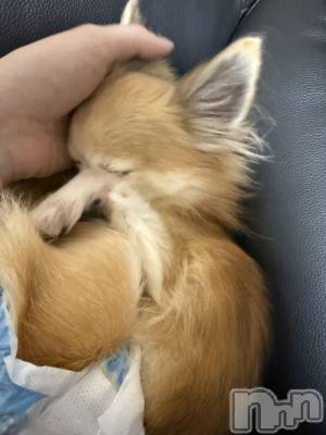 ĮХ顦֥ ץ ( ץ ) ߤ111̥֥֡