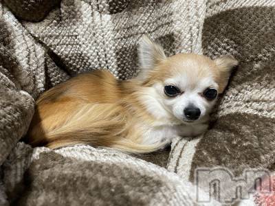 ĮХ顦֥ ץ ( ץ ) ߤ116̥֥֡