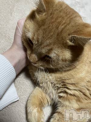 ��Į����Х��顦����֥���� �ץ���� ����(����� �ץ���� ������) ���ߤ���12��12���̥�֥����֡���