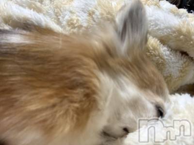 ��Į����Х��顦����֥���� �ץ���� ����(����� �ץ���� ������) ���ߤ���1��19���̥�֥����֡���