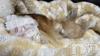 ��Į����Х��顦����֥���� �ץ���� ����(����� �ץ���� ������) ���ߤ���4��2���̥�֥����֡���