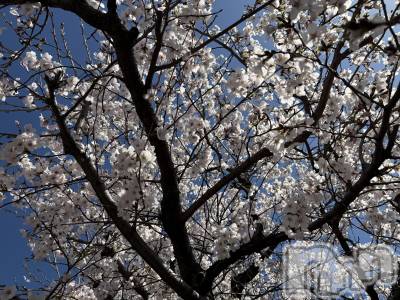 ��Į����Х��顦����֥���� �ץ���� ����(����� �ץ���� ������) ���ߤ���4��7���̥�֥����֡���