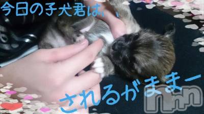 ĮХ顦֥ ץ ( ץ ) ߤ36̥֥36 2057ʬμ̥֥