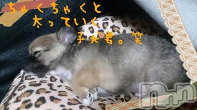 ĮХ顦֥ ץ ( ץ ) ߤ43̥֥43 1707ʬμ̥֥