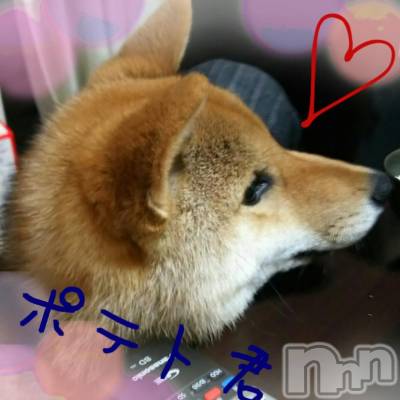 ĮХ顦֥ ץ ( ץ ) ߤ326̥֥֡