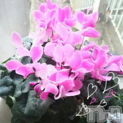 ĮХ顦֥ ץ ( ץ ) ߤ328̥֥֡
