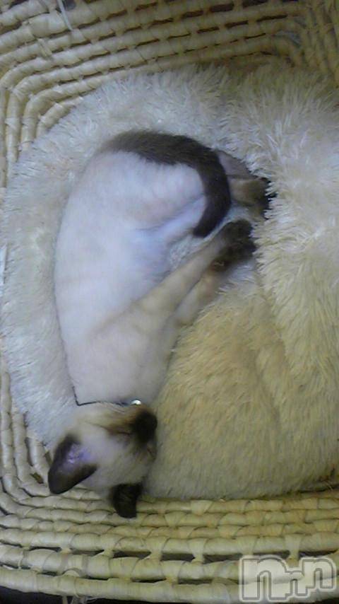 ƲХ顦ֲ֥ڲСݣȣΣ£ɡ(֥ϥʥ) 13̥֥13 0303ʬμ̥֥