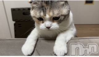 ƲХ顦ֲ֥ڲСݣȣΣ£ɡ(֥ϥʥ) 810̥֥810 1901ʬμ̥֥