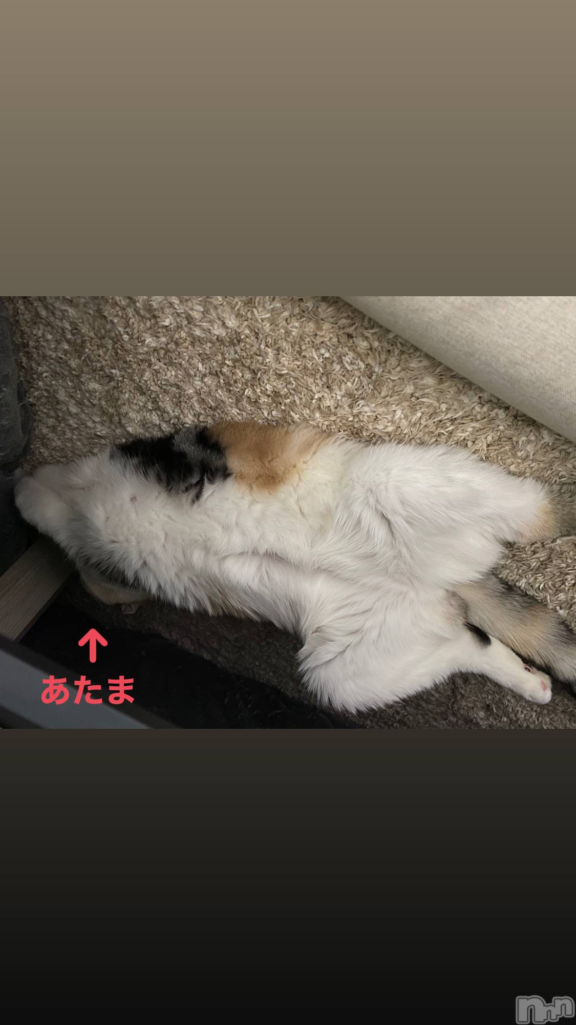 ƲХ顦ֲ֥ڲСݣȣΣ£ɡ(֥ϥʥ) 2021ǯ19̥֥19 1550ʬμ̥֥