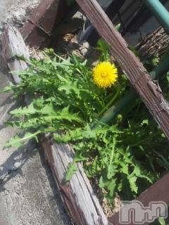 ��Ʋ����Х��顦����֥���ֲڲСݣȣ��Σ��£ɡ�(����֥ϥʥ�) �����6��22���̥�֥�����6��21����