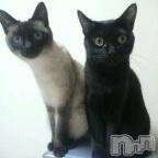 ��Ʋ����Х��顦����֥���ֲڲСݣȣ��Σ��£ɡ�(����֥ϥʥ�) �����6��30���̥�֥�����6��29����