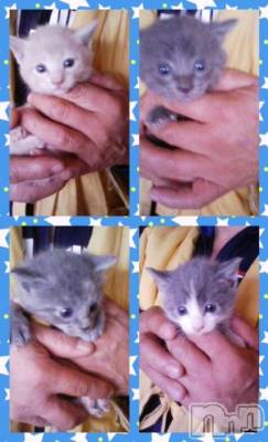 ��Ʋ����Х��顦����֥���ֲڲСݣȣ��Σ��£ɡ�(����֥ϥʥ�) �����7��29���̥�֥�����7��29�� 04��51ʬ�μ̥�֥�����