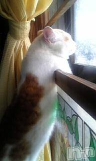 ��Ʋ����Х��顦����֥���ֲڲСݣȣ��Σ��£ɡ�(����֥ϥʥ�) �����8��9���̥�֥�����8��9�� 04��32ʬ�μ̥�֥�����