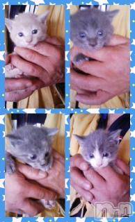 ��Ʋ����Х��顦����֥���ֲڲСݣȣ��Σ��£ɡ�(����֥ϥʥ�) �����9��4���̥�֥�����9��4�� 04��14ʬ�μ̥�֥�����