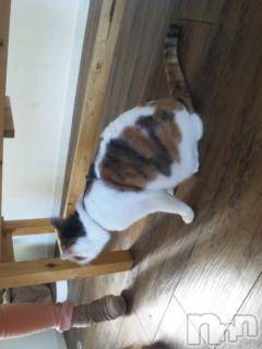 ��Ʋ����Х��顦����֥���ֲڲСݣȣ��Σ��£ɡ�(����֥ϥʥ�) �����11��5���̥�֥�����11��5�� 05��31ʬ�μ̥�֥�����