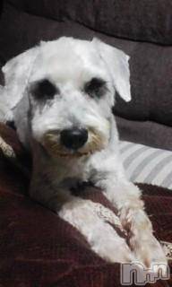 ��Ʋ����Х��顦����֥���ֲڲСݣȣ��Σ��£ɡ�(����֥ϥʥ�) �����12��3���̥�֥�����12��3�� 19��27ʬ�μ̥�֥�����