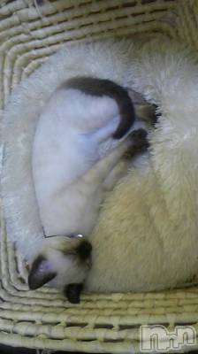 ��Ʋ����Х��顦����֥���ֲڲСݣȣ��Σ��£ɡ�(����֥ϥʥ�) �����1��3���̥�֥�����1��3�� 03��03ʬ�μ̥�֥�����