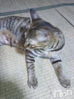 ��Ʋ����Х��顦����֥���ֲڲСݣȣ��Σ��£ɡ�(����֥ϥʥ�) �����1��4���̥�֥�����1��4�� 00��33ʬ�μ̥�֥�����