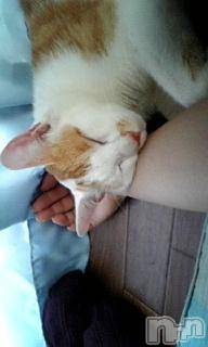 ��Ʋ����Х��顦����֥���ֲڲСݣȣ��Σ��£ɡ�(����֥ϥʥ�) �����2��12���̥�֥�����2��12�� 07��36ʬ�μ̥�֥�����