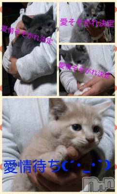 ��Ʋ����Х��顦����֥���ֲڲСݣȣ��Σ��£ɡ�(����֥ϥʥ�) �����4��17���̥�֥�����4��17�� 06��31ʬ�μ̥�֥�����