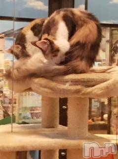 ��Ʋ����Х��顦����֥���ֲڲСݣȣ��Σ��£ɡ�(����֥ϥʥ�) �����7��31���̥�֥�����7��31�� 02��21ʬ�μ̥�֥�����