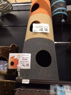 ��Ʋ����Х��顦����֥���ֲڲСݣȣ��Σ��£ɡ�(����֥ϥʥ�) �����2��23���̥�֥�����2��23�� 23��47ʬ�μ̥�֥�����