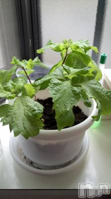 ��Ʋ����Х��顦����֥���ֲڲСݣȣ��Σ��£ɡ�(����֥ϥʥ�) �����7��21���̥�֥�����7��21�� 16��25ʬ�μ̥�֥�����