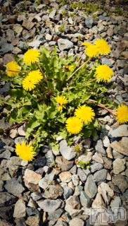 ��Ʋ����Х��顦����֥���ֲڲСݣȣ��Σ��£ɡ�(����֥ϥʥ�) �����4��12���̥�֥�����4��12�� 15��02ʬ�μ̥�֥�����