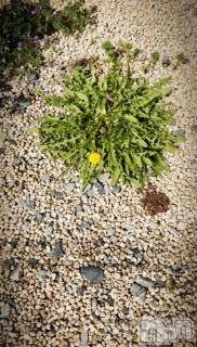 ��Ʋ����Х��顦����֥���ֲڲСݣȣ��Σ��£ɡ�(����֥ϥʥ�) �����4��14���̥�֥�����4��14�� 02��38ʬ�μ̥�֥�����