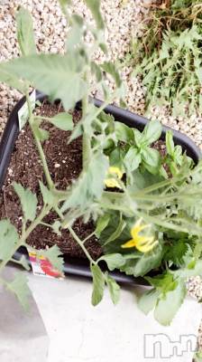 ��Ʋ����Х��顦����֥���ֲڲСݣȣ��Σ��£ɡ�(����֥ϥʥ�) �����5��24���̥�֥�����5��24�� 13��34ʬ�μ̥�֥�����