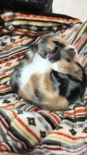 ��Ʋ����Х��顦����֥���ֲڲСݣȣ��Σ��£ɡ�(����֥ϥʥ�) �����2��9���̥�֥�����2��9�� 04��32ʬ�μ̥�֥�����