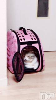 ��Ʋ����Х��顦����֥���ֲڲСݣȣ��Σ��£ɡ�(����֥ϥʥ�) �����2��15���̥�֥�����2��15�� 03��41ʬ�μ̥�֥�����