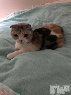 ��Ʋ����Х��顦����֥���ֲڲСݣȣ��Σ��£ɡ�(����֥ϥʥ�) �����2��20���̥�֥�����2��20�� 22��16ʬ�μ̥�֥�����