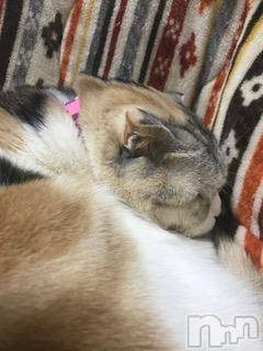 ��Ʋ����Х��顦����֥���ֲڲСݣȣ��Σ��£ɡ�(����֥ϥʥ�) �����2��26���̥�֥�����2��26�� 01��57ʬ�μ̥�֥�����