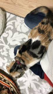 ��Ʋ����Х��顦����֥���ֲڲСݣȣ��Σ��£ɡ�(����֥ϥʥ�) �����3��16���̥�֥�����3��16�� 00��43ʬ�μ̥�֥�����