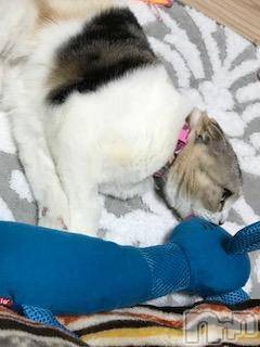 ��Ʋ����Х��顦����֥���ֲڲСݣȣ��Σ��£ɡ�(����֥ϥʥ�) �����3��26���̥�֥�����3��26�� 01��35ʬ�μ̥�֥�����