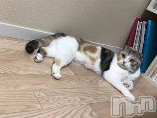 ��Ʋ����Х��顦����֥���ֲڲСݣȣ��Σ��£ɡ�(����֥ϥʥ�) �����5��27���̥�֥�����5��27�� 22��05ʬ�μ̥�֥�����