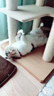 ��Ʋ����Х��顦����֥���ֲڲСݣȣ��Σ��£ɡ�(����֥ϥʥ�) �����5��30���̥�֥�����5��30�� 05��18ʬ�μ̥�֥�����