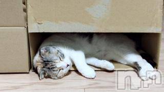 ��Ʋ����Х��顦����֥���ֲڲСݣȣ��Σ��£ɡ�(����֥ϥʥ�) �����7��29���̥�֥�����7��29�� 03��13ʬ�μ̥�֥�����