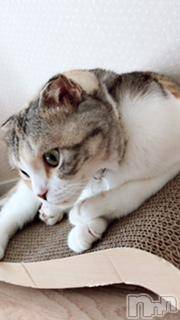 ��Ʋ����Х��顦����֥���ֲڲСݣȣ��Σ��£ɡ�(����֥ϥʥ�) �����8��16���̥�֥�����8��16�� 03��45ʬ�μ̥�֥�����