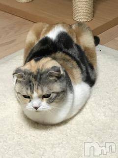 ��Ʋ����Х��顦����֥���ֲڲСݣȣ��Σ��£ɡ�(����֥ϥʥ�) �����10��24���̥�֥�����10��24�� 01��19ʬ�μ̥�֥�����