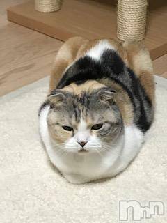 ��Ʋ����Х��顦����֥���ֲڲСݣȣ��Σ��£ɡ�(����֥ϥʥ�) �����10��25���̥�֥�����10��25�� 03��15ʬ�μ̥�֥�����