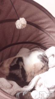 ��Ʋ����Х��顦����֥���ֲڲСݣȣ��Σ��£ɡ�(����֥ϥʥ�) �����3��29���̥�֥�����3��29�� 15��12ʬ�μ̥�֥�����