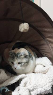 ��Ʋ����Х��顦����֥���ֲڲСݣȣ��Σ��£ɡ�(����֥ϥʥ�) �����4��12���̥�֥�����4��12�� 00��32ʬ�μ̥�֥�����