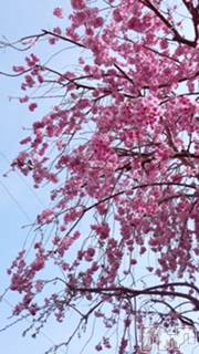 ��Ʋ����Х��顦����֥���ֲڲСݣȣ��Σ��£ɡ�(����֥ϥʥ�) �����4��20���̥�֥�����4��20�� 01��52ʬ�μ̥�֥�����