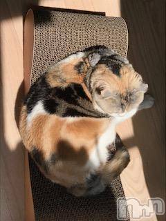 ��Ʋ����Х��顦����֥���ֲڲСݣȣ��Σ��£ɡ�(����֥ϥʥ�) �����5��2���̥�֥�����5��2�� 19��38ʬ�μ̥�֥�����