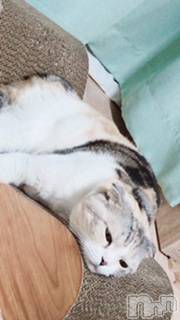 ��Ʋ����Х��顦����֥���ֲڲСݣȣ��Σ��£ɡ�(����֥ϥʥ�) �����7��14���̥�֥�����7��14�� 12��19ʬ�μ̥�֥�����