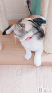 ��Ʋ����Х��顦����֥���ֲڲСݣȣ��Σ��£ɡ�(����֥ϥʥ�) �����8��4���̥�֥�����8��4�� 10��41ʬ�μ̥�֥�����