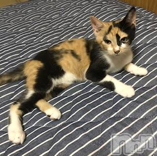 ��Ʋ����Х��顦����֥���ֲڲСݣȣ��Σ��£ɡ�(����֥ϥʥ�) �����8��18���̥�֥�����8��18�� 01��59ʬ�μ̥�֥�����